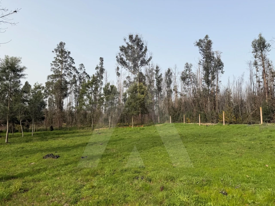 Terreno Agricola ou Rústico para Venda em Albergaria-A-Velha e Valmaior Foto 6
