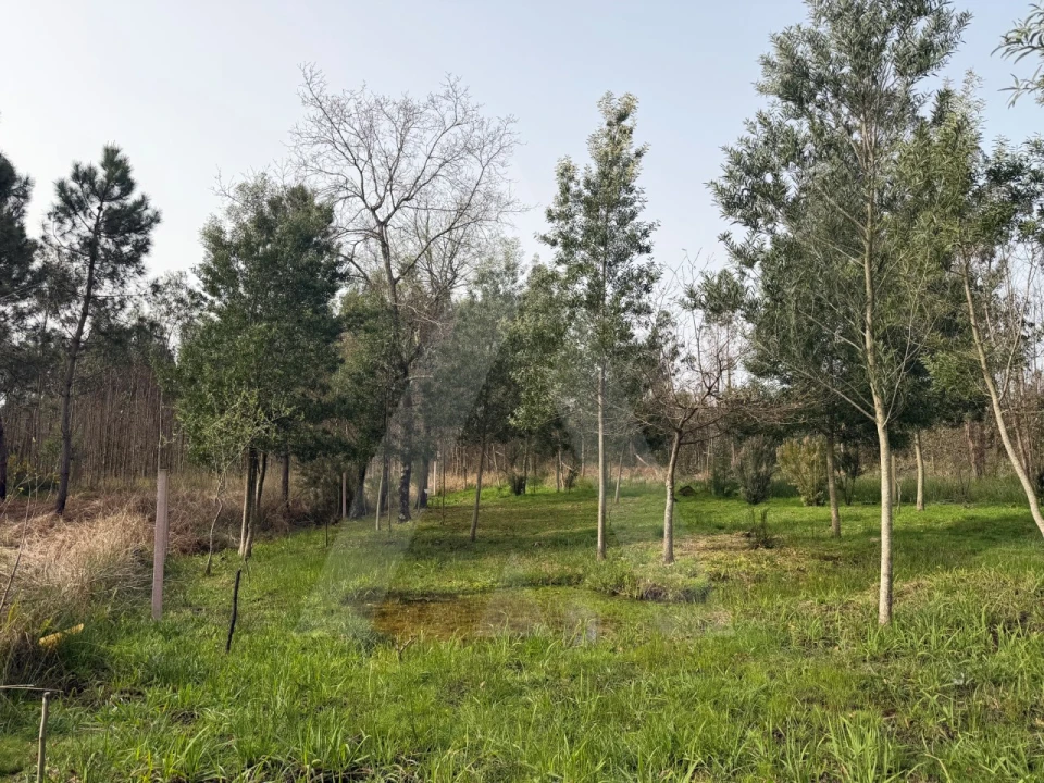 Terreno Agricola ou Rústico para Venda em Albergaria-A-Velha e Valmaior Foto 8