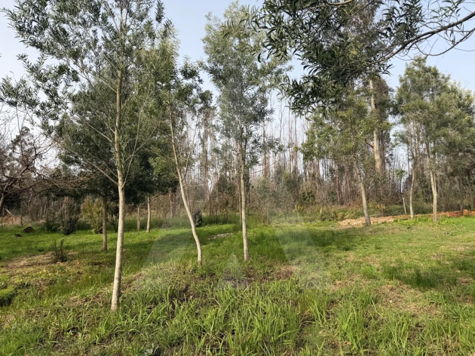 Terreno Agricola ou Rústico para Venda em Albergaria-A-Velha e Valmaior Foto 10