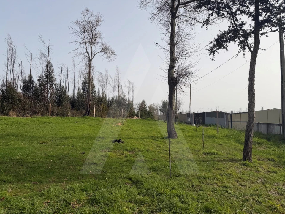 Terreno Agricola ou Rústico para Venda em Albergaria-A-Velha e Valmaior Foto 12