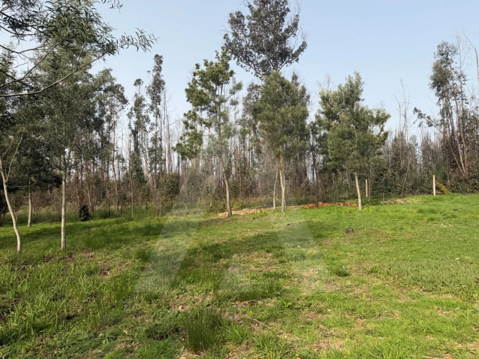 Terreno Agricola ou Rústico para Venda em Albergaria-A-Velha e Valmaior Foto 13
