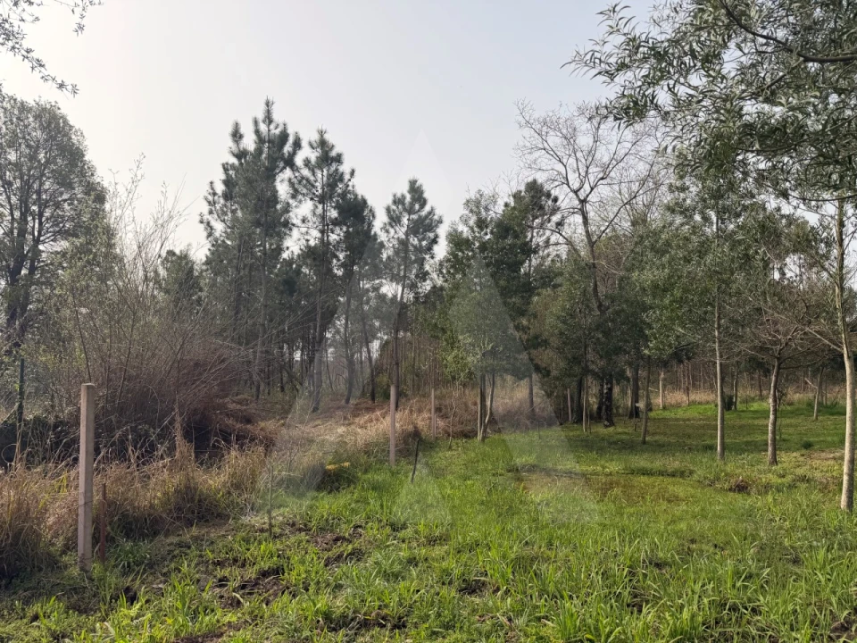 Terreno Agricola ou Rústico para Venda em Albergaria-A-Velha e Valmaior Foto 18