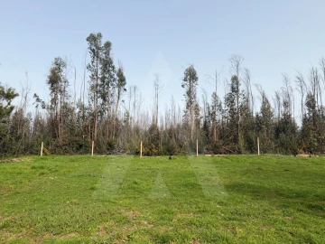 Terreno Agricola ou Rústico para Venda em Albergaria-A-Velha e Valmaior