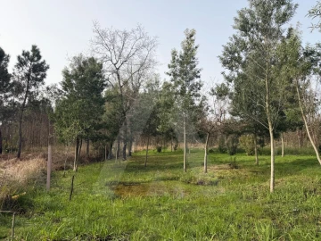 Terreno Agricola ou Rústico para Venda em Albergaria-A-Velha e Valmaior