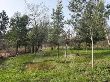 Terreno Agricola ou Rústico para Venda em Albergaria-A-Velha e Valmaior
