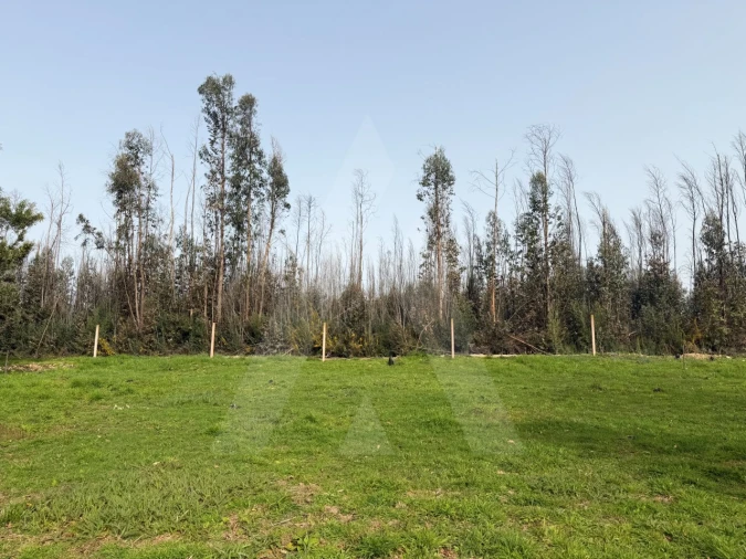 Terreno Agricola ou Rústico para Venda em Albergaria-A-Velha e Valmaior Foto 4