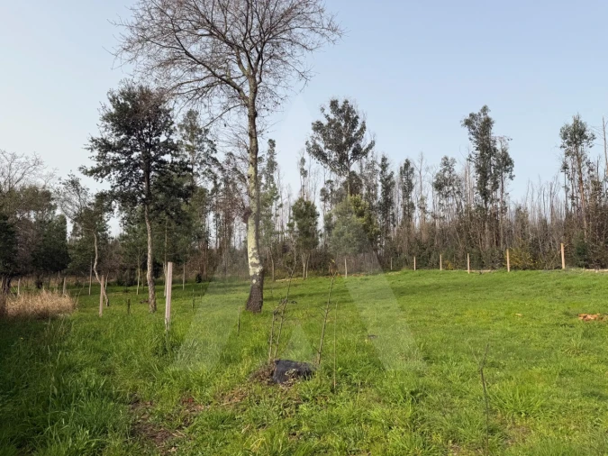 Terreno Agricola ou Rústico para Venda em Albergaria-A-Velha e Valmaior Foto 7