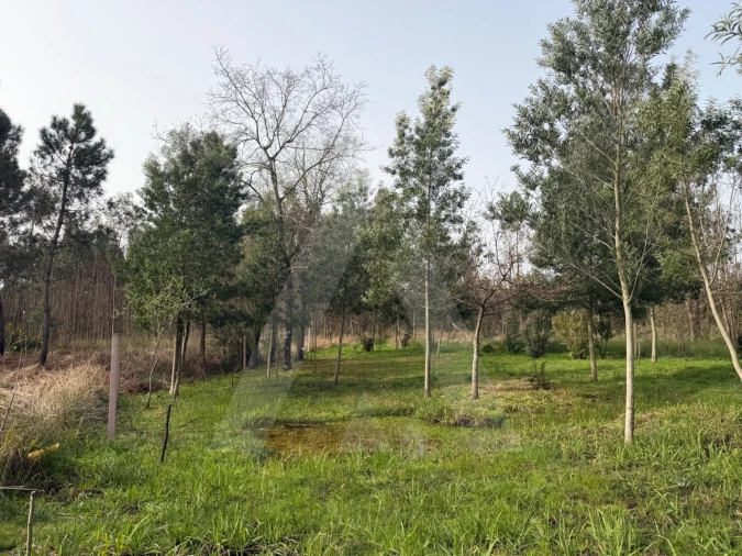 Terreno Agricola ou Rústico para Venda em Albergaria-A-Velha e Valmaior Foto 8
