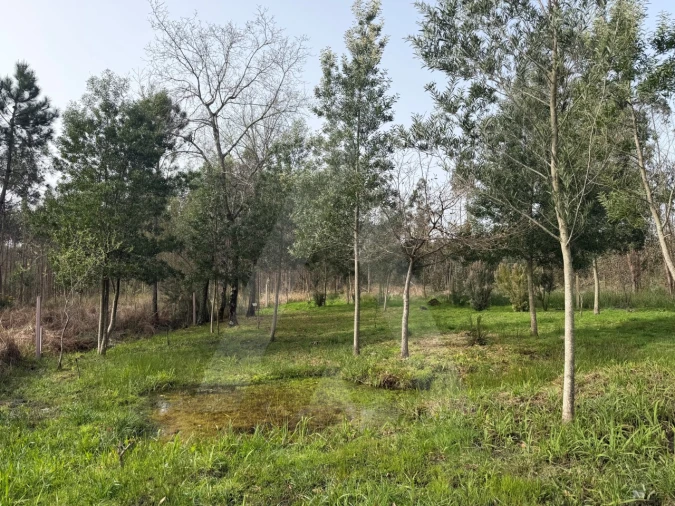 Terreno Agricola ou Rústico para Venda em Albergaria-A-Velha e Valmaior Foto 9