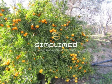 Terreno para Venda em Gonçalo Bocas