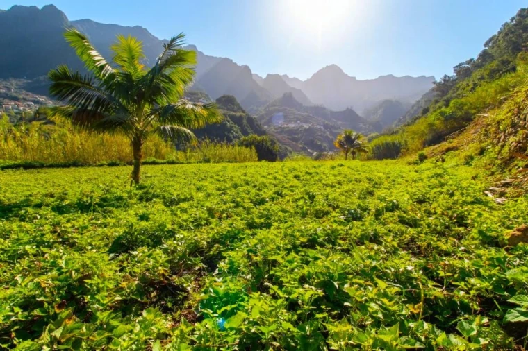 Terreno para Venda em São Vicente Foto 16