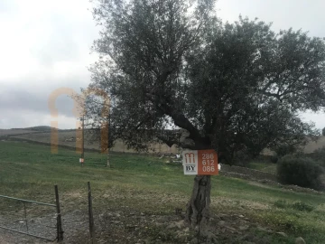 Terreno para Venda em São Miguel do Pinheiro, São Pedro de Solis, São Sebastião dos Carros