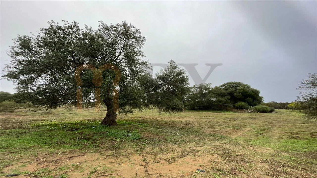 Quinta T4 para Venda em Serpa (Salvador e Santa Maria) Foto 16