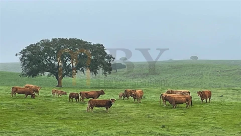 Quinta para Venda em Beja (Santiago Maior e São João Baptista)