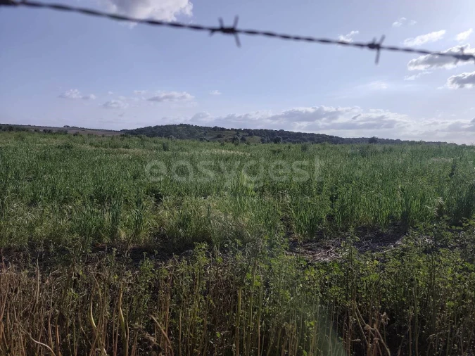 Terreno Agricola ou Rústico para Venda em São João de Negrilhos Foto 17