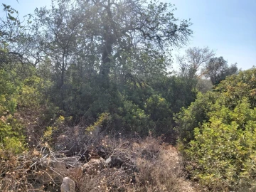 Terreno para Venda em Loule (São Sebastião)
