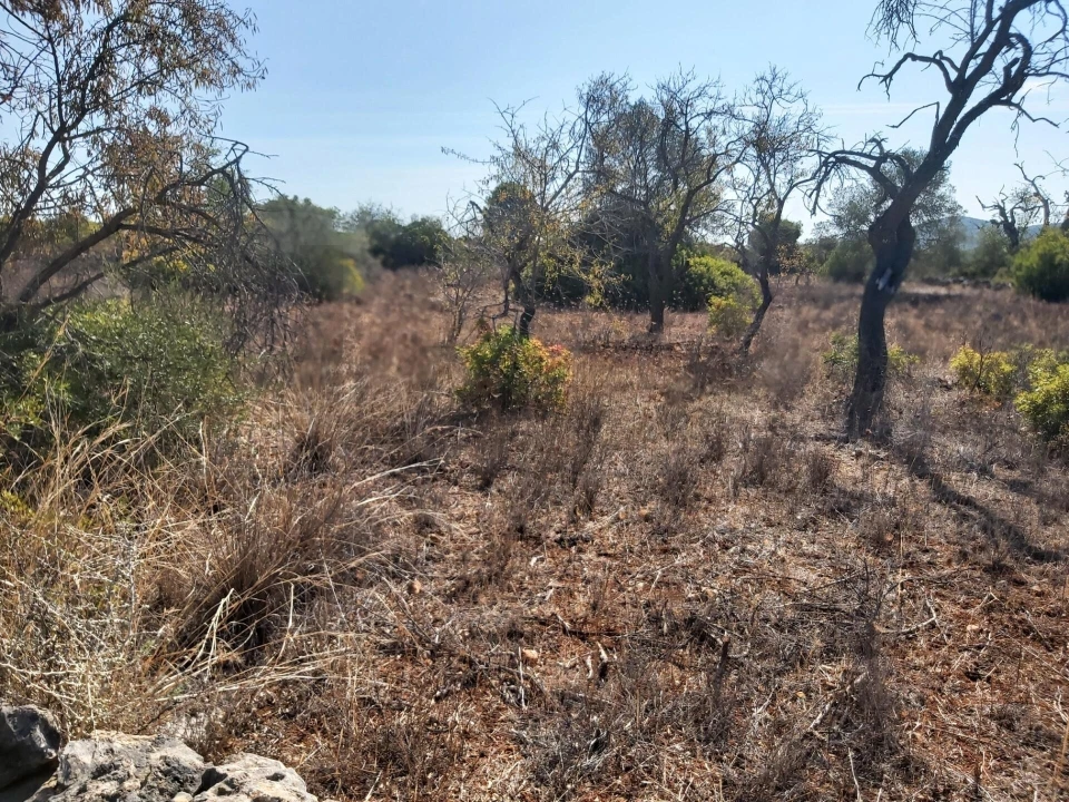 Terreno para Venda em Loule (São Sebastião) Foto 2