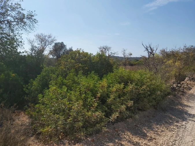 Terreno para Venda em Loule (São Sebastião) Foto 10