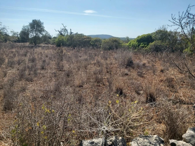 Terreno para Venda em Loule (São Sebastião) Foto 4