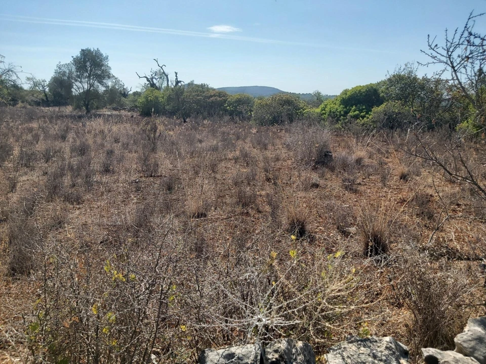 Terreno para Venda em Loule (São Sebastião) Foto 4