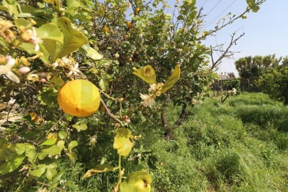 Moradia T2 para Venda em Pinhal Novo