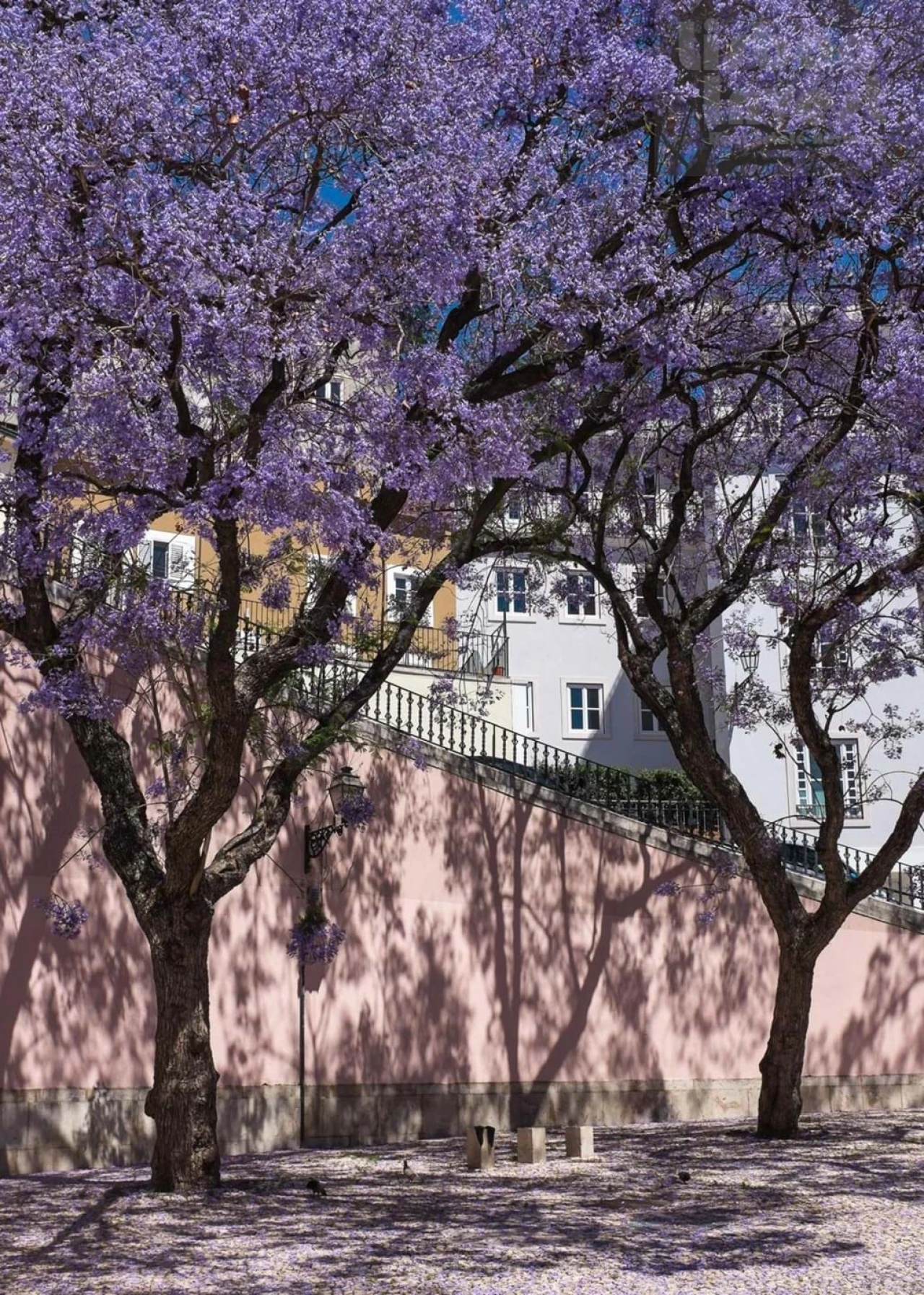 Apartamento T4 para Venda em Santa Maria Maior Foto 3