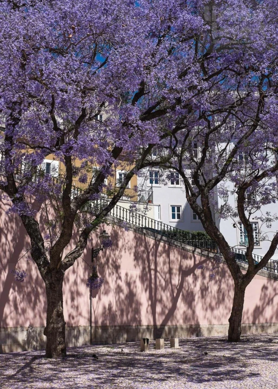Apartamento T4 para Venda em Santa Maria Maior Foto 3