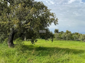 Terreno para Venda em Odiaxere