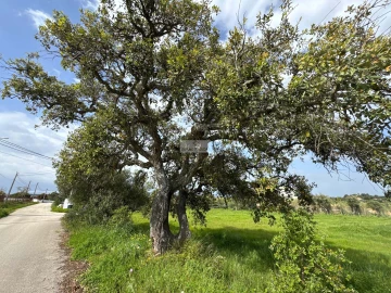 Terreno para Venda em Odiaxere