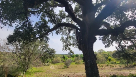 Quinta para Venda em Aldeia do Bispo, Águas e Aldeia de João Pires