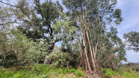 Quinta para Venda em Aldeia do Bispo, Águas e Aldeia de João Pires