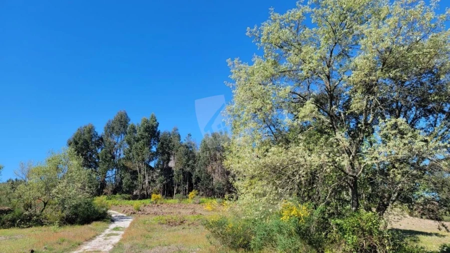 Quinta para Venda em Aldeia do Bispo, Águas e Aldeia de João Pires Foto 3
