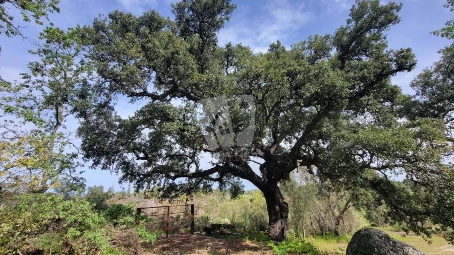 Quinta para Venda em Aldeia do Bispo, Águas e Aldeia de João Pires Foto 14