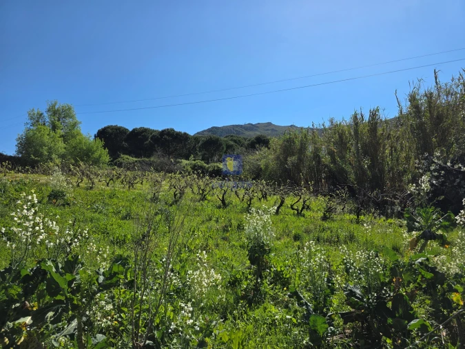 Terreno para Venda em Lamas e Cercal Foto 6
