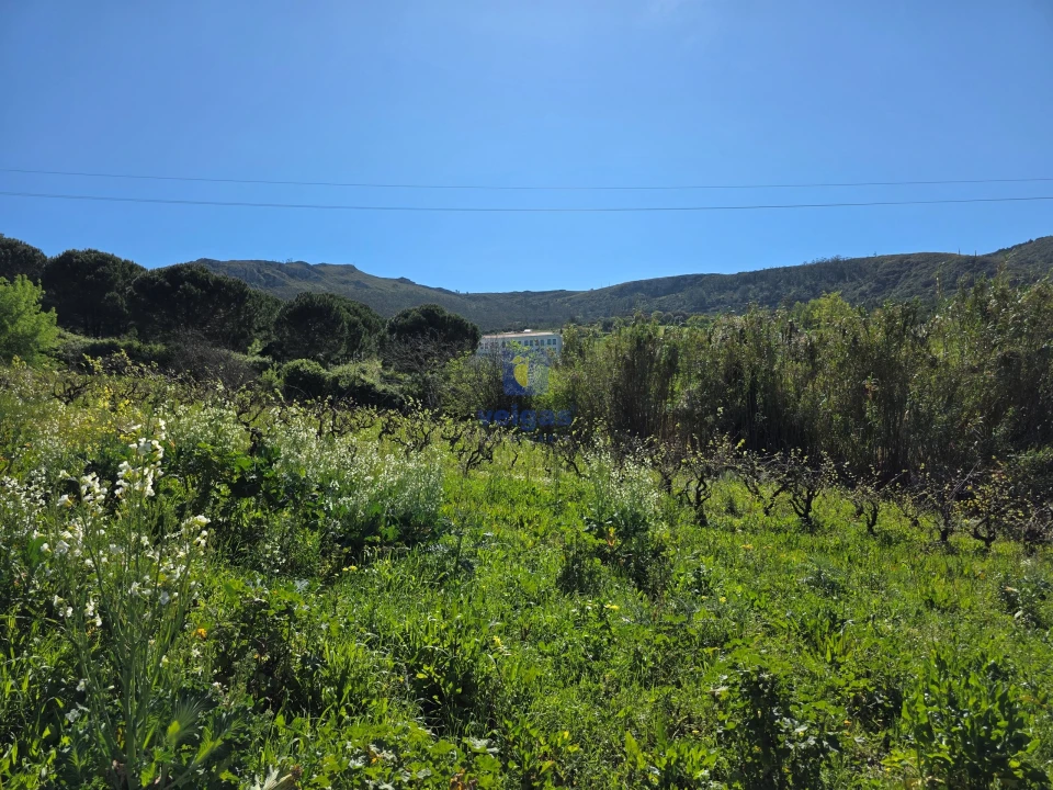 Terreno para Venda em Lamas e Cercal Foto 3
