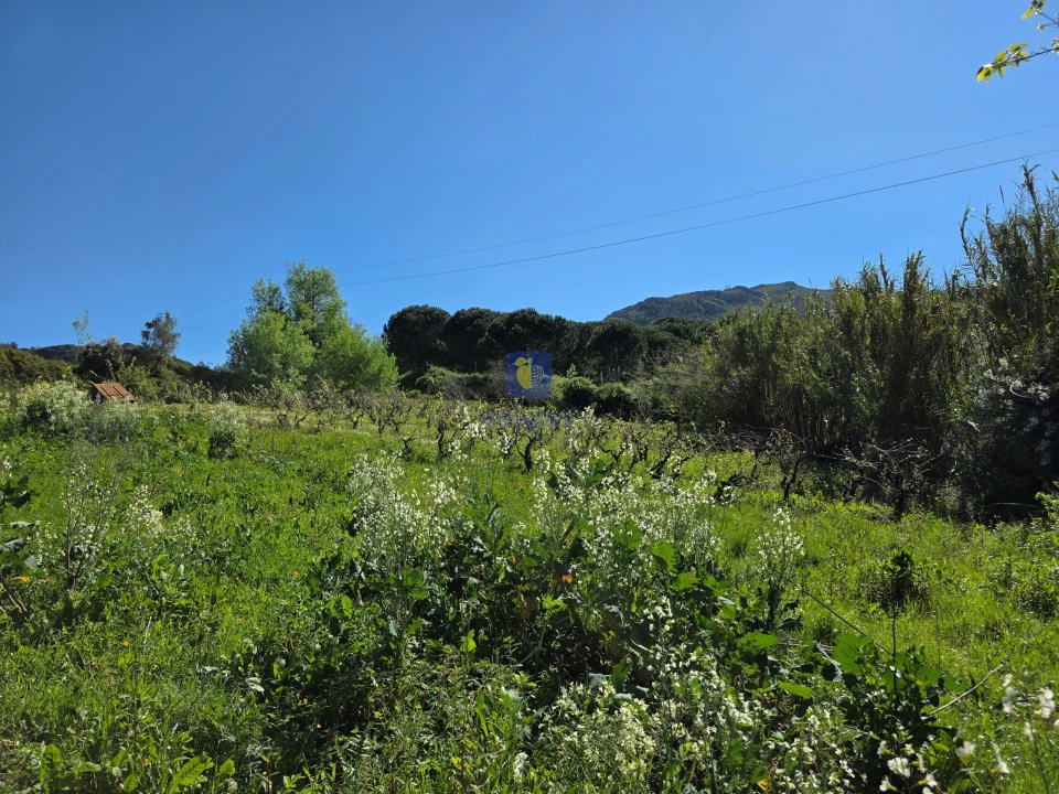 Terreno para Venda em Lamas e Cercal Foto 2