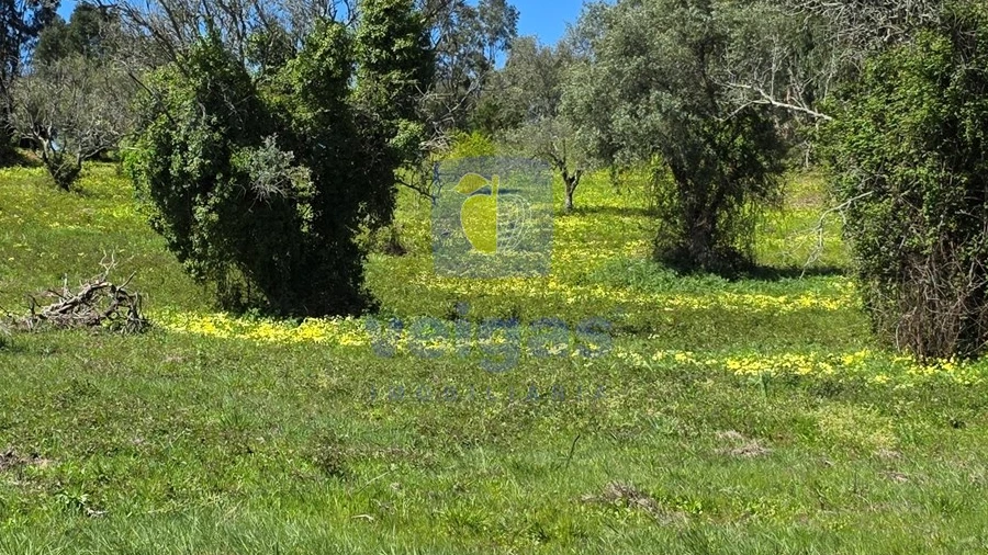 Terreno para Venda em Lamas e Cercal