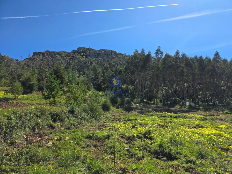 Terreno para Venda em Lamas e Cercal Foto 4