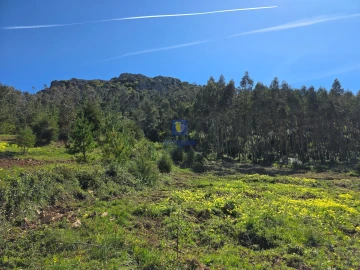 Terreno para Venda em Lamas e Cercal