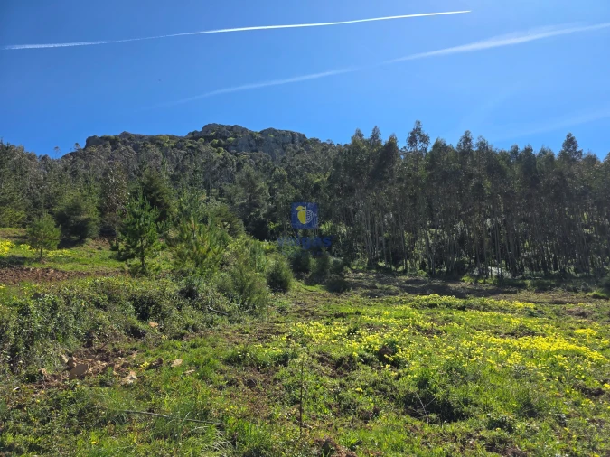 Terreno para Venda em Lamas e Cercal Foto 4