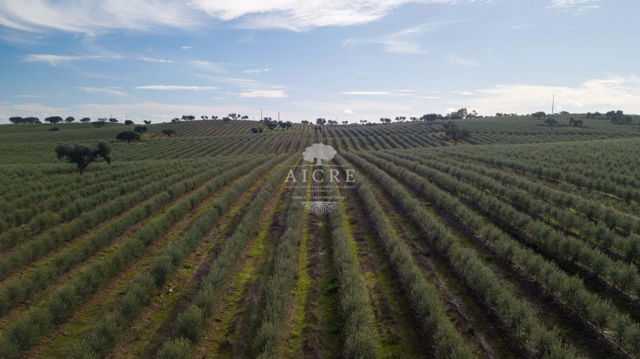 Quinta T12 para Venda em Malagueira e Horta das Figueiras Foto 2
