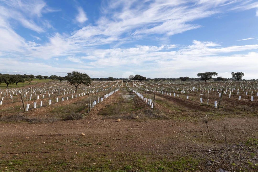Quinta T12 para Venda em Malagueira e Horta das Figueiras Foto 35