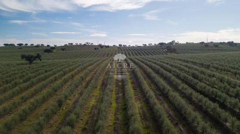 Quinta T12 para Venda em Malagueira e Horta das Figueiras