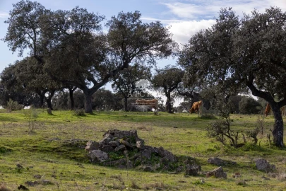 Quinta T12 para Venda em Malagueira e Horta das Figueiras