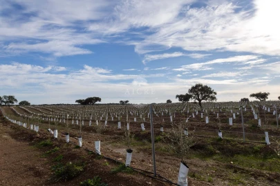 Quinta T12 para Venda em Malagueira e Horta das Figueiras