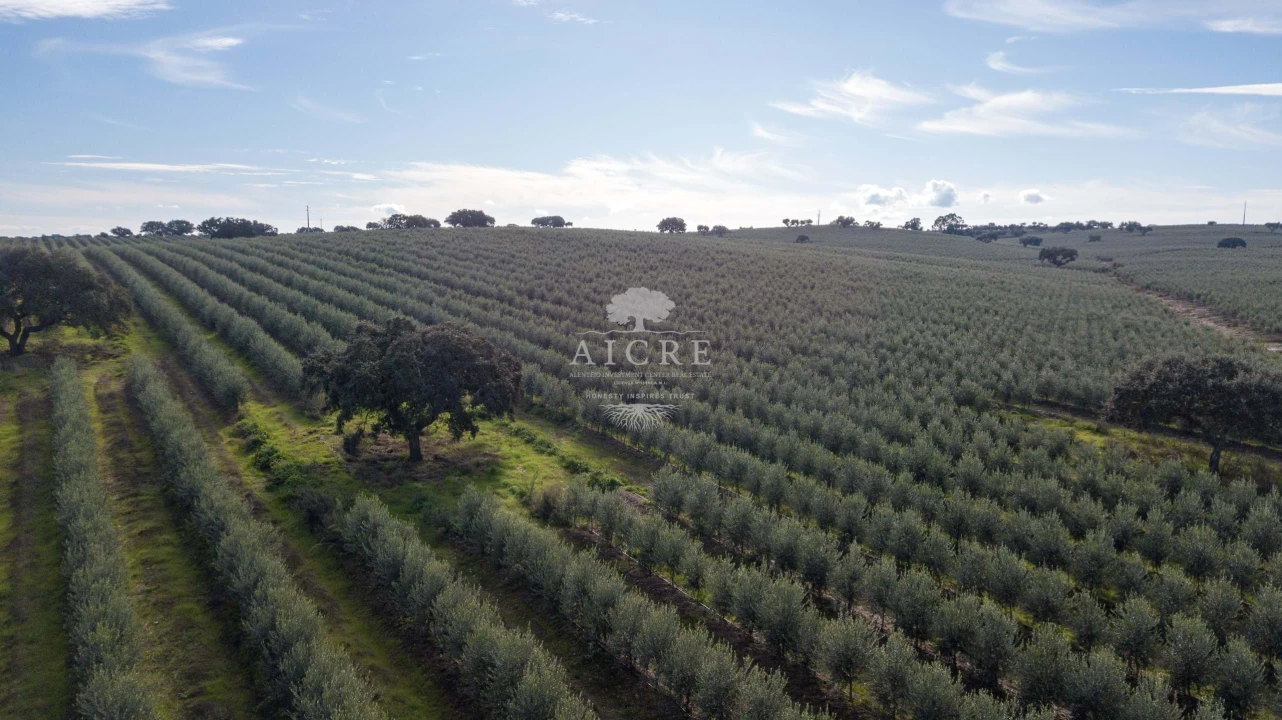 Quinta T12 para Venda em Malagueira e Horta das Figueiras Foto 6