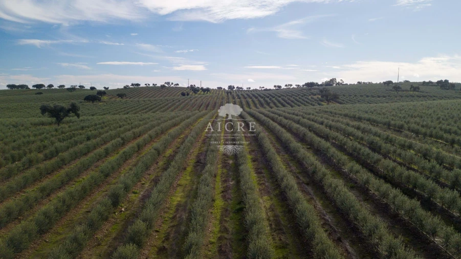 Quinta T12 para Venda em Malagueira e Horta das Figueiras Foto 2
