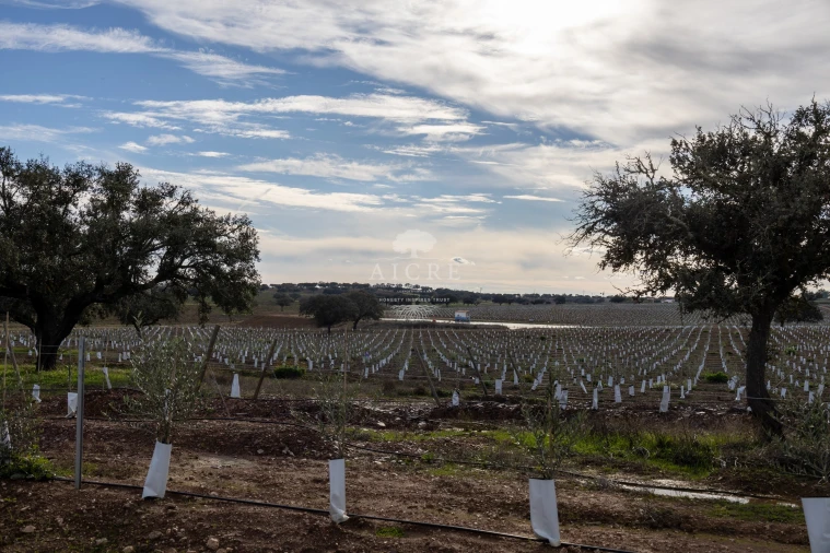 Quinta T12 para Venda em Malagueira e Horta das Figueiras Foto 37