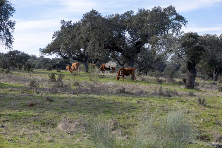 Quinta T12 para Venda em Malagueira e Horta das Figueiras Foto 30