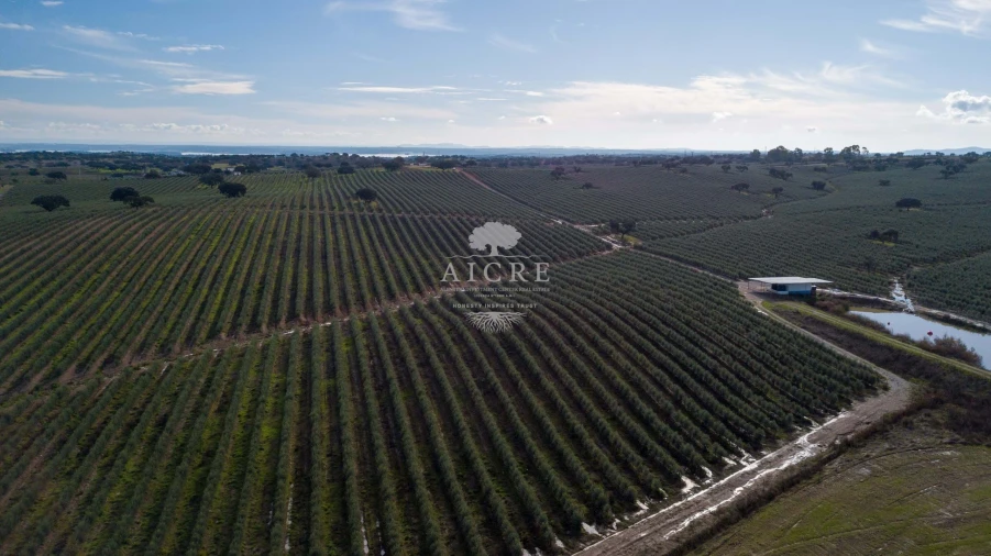 Quinta T12 para Venda em Malagueira e Horta das Figueiras Foto 5